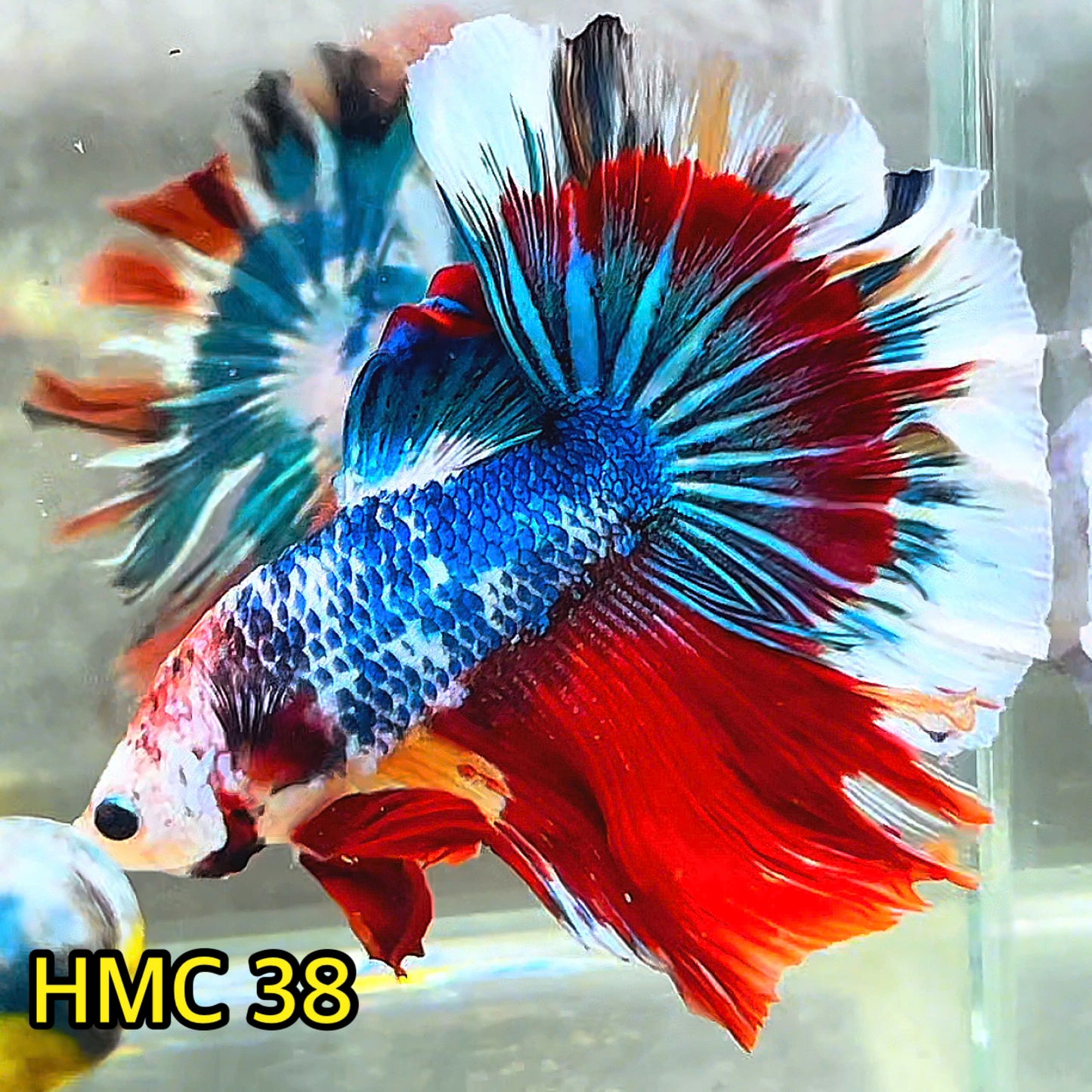 Multicolor Halfmoon Male Betta Fish | High Grade | Order Directly From Farm|  You Pick Fish |