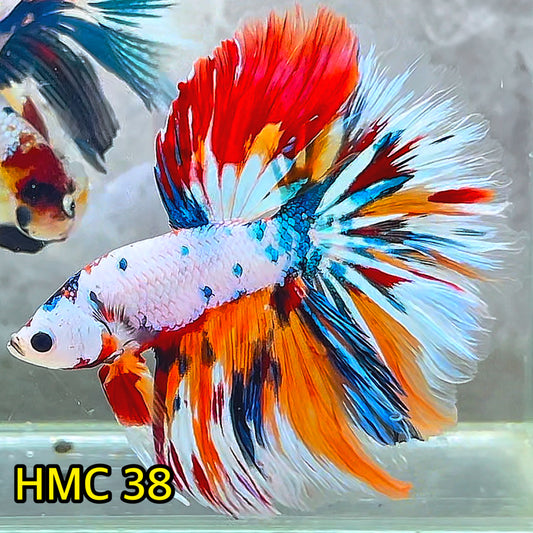 Multicolor Halfmoon Male Betta Fish | High Grade | Order Directly From Farm|  You Pick Fish |