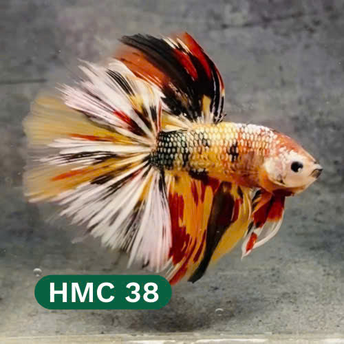 Multicolor Halfmoon Male Betta Fish | High Grade | Order Directly From Farm |  You Pick Fish |