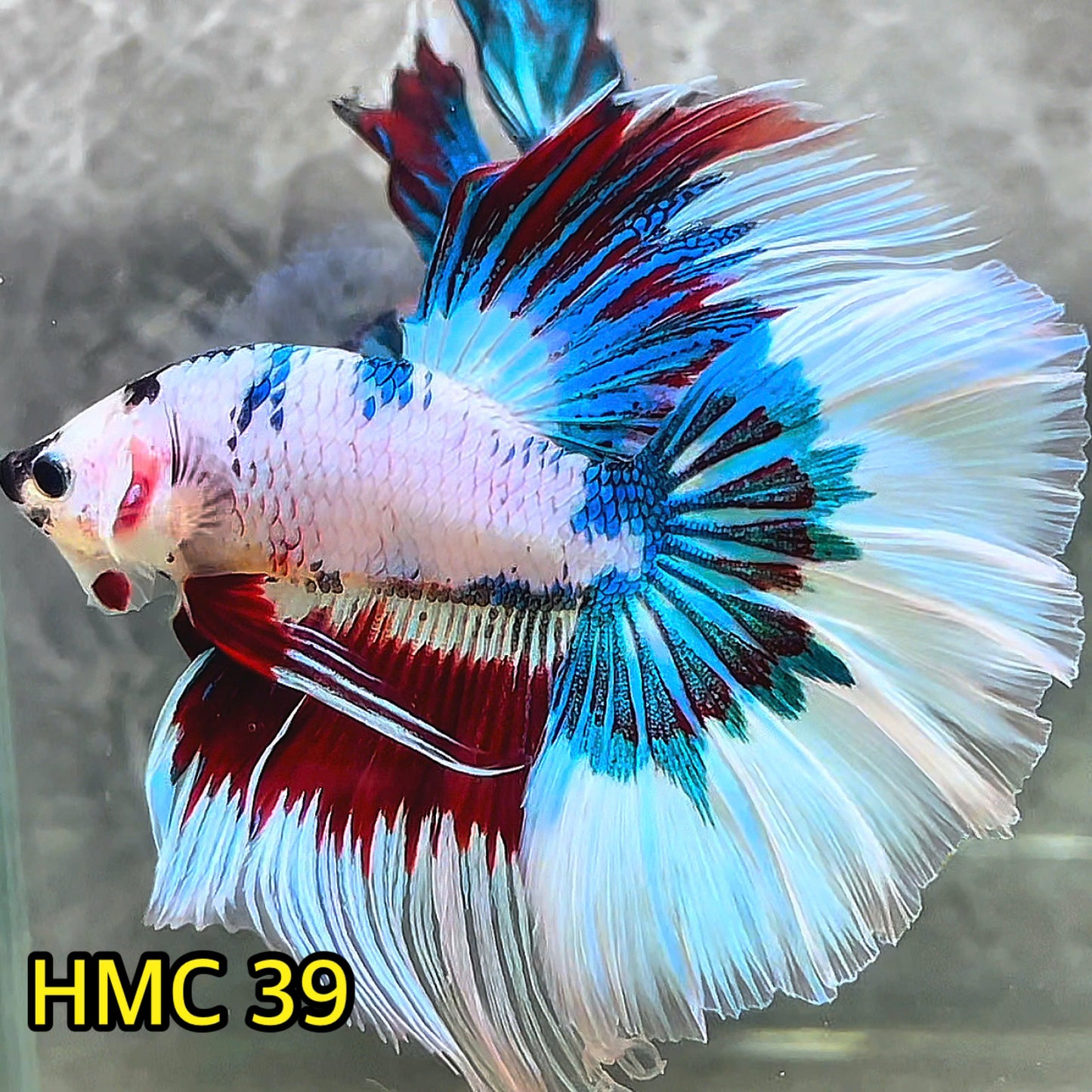 Multicolor Halfmoon Male Betta Fish | High Grade | Order Directly From Farm|  You Pick Fish |