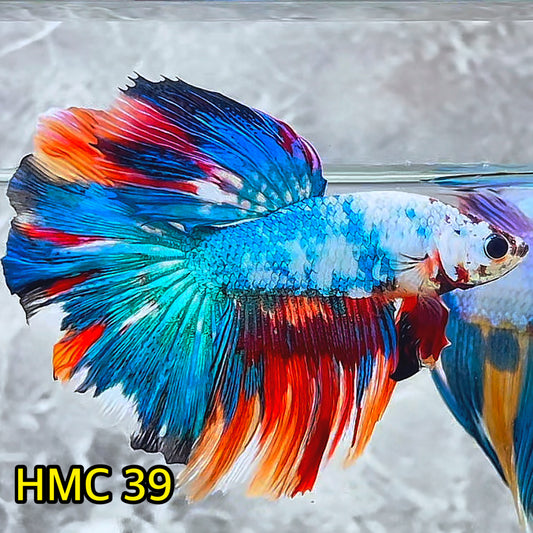 Multicolor Halfmoon Male Betta Fish | High Grade | Order Directly From Farm|  You Pick Fish |