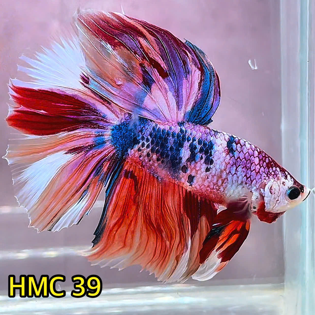 Multicolor Halfmoon Male Betta Fish | Order Directly From Farm | You Pick Fish