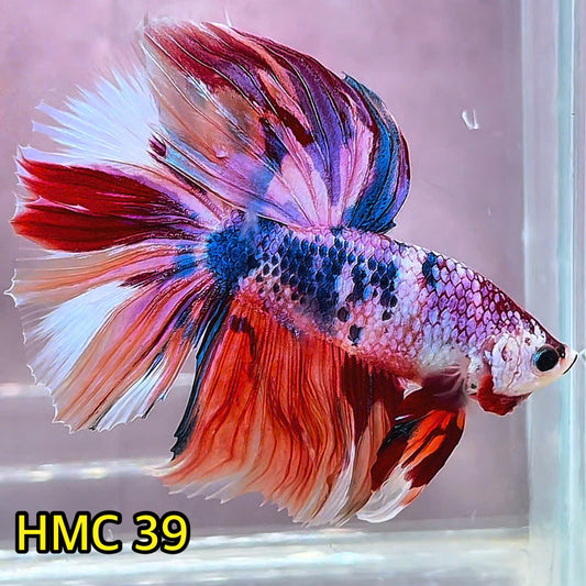 Multicolor Halfmoon Male Betta Fish | Order Directly From Farm | You Pick Fish