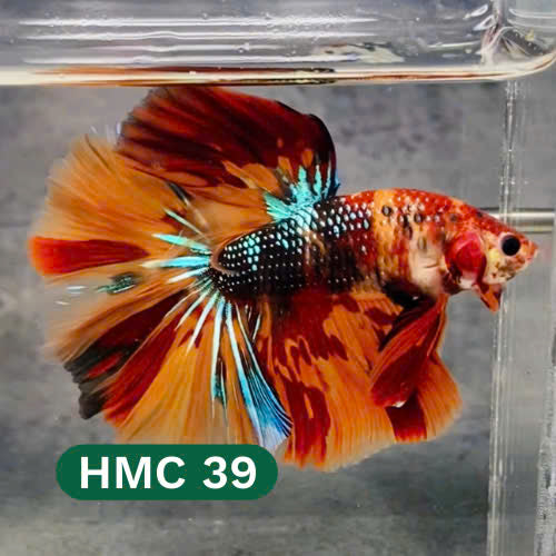 Multicolor Halfmoon Male Betta Fish | High Grade | Order Directly From Farm |  You Pick Fish |