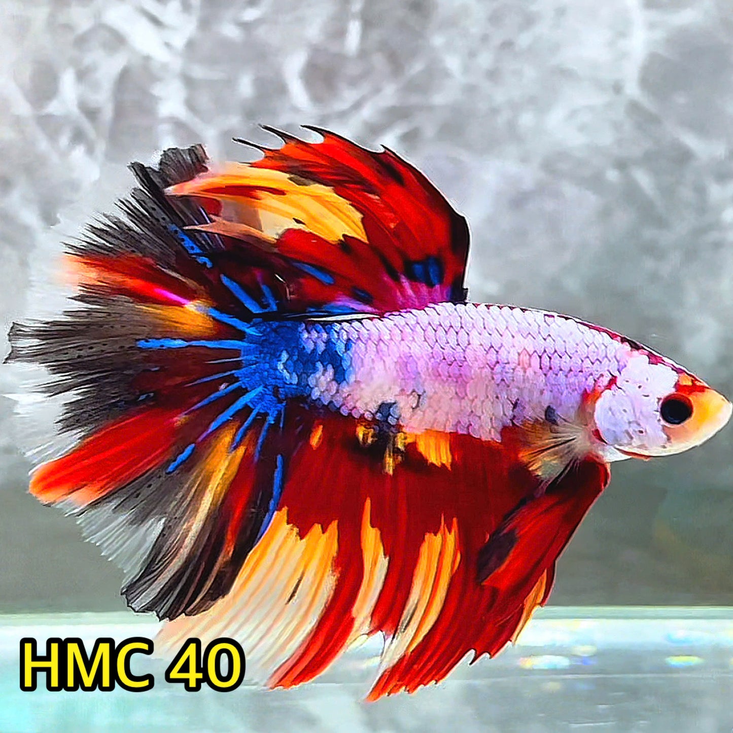 Multicolor Halfmoon Male Betta Fish | High Grade | Order Directly From Farm|  You Pick Fish |