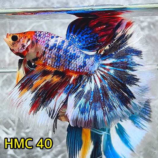 Multicolor Halfmoon Male Betta Fish | High Grade | Order Directly From Farm|  You Pick Fish |