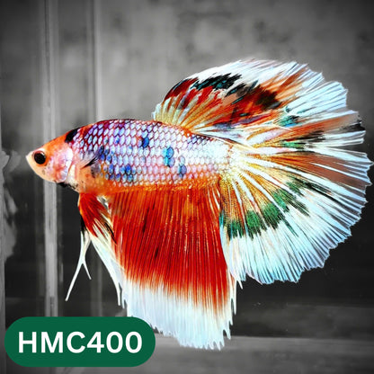 Multicolor Halfmoon Male Betta Fish | Order Directly From Farm | You Pick Fish