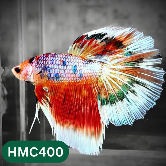 Multicolor Halfmoon Male Betta Fish | Order Directly From Farm | You Pick Fish