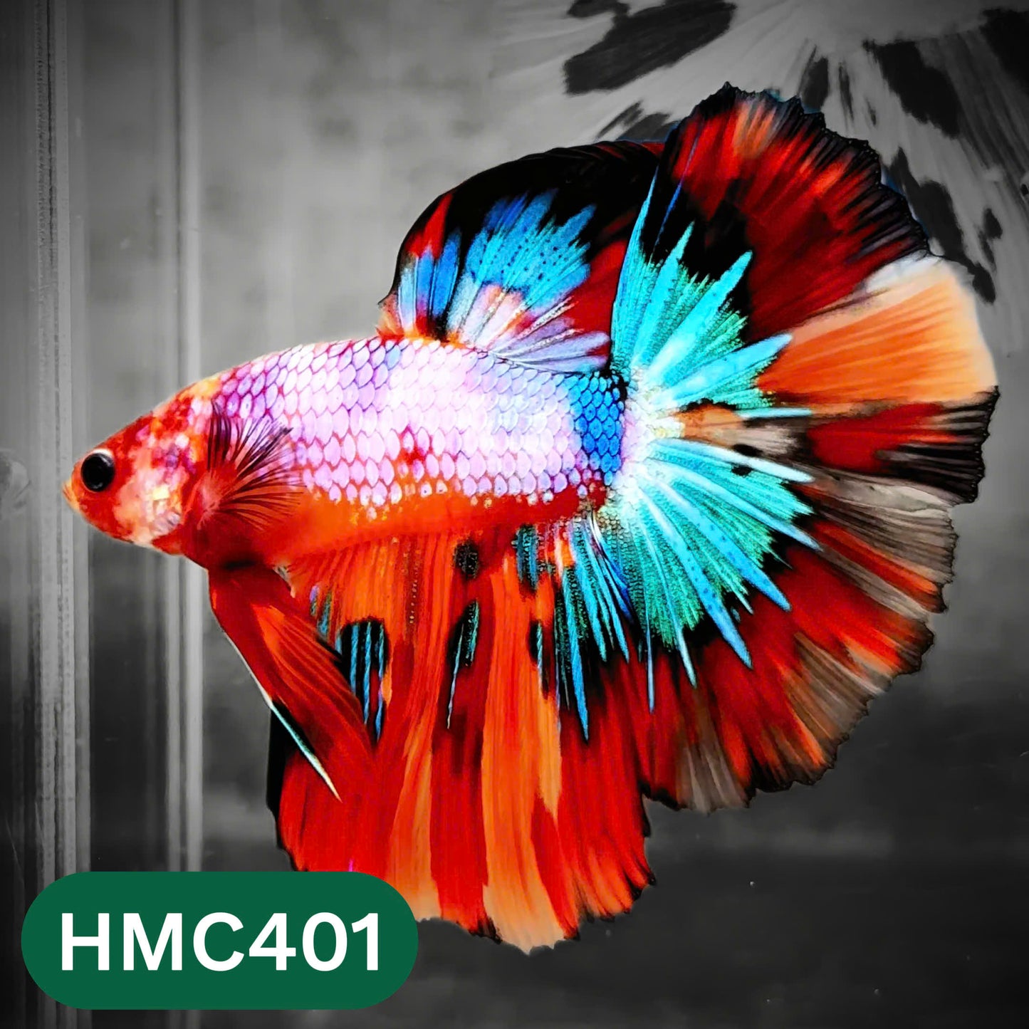 Multicolor Halfmoon Male Betta Fish | Order Directly From Farm | You Pick Fish