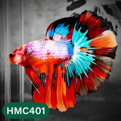 Multicolor Halfmoon Male Betta Fish | Order Directly From Farm | You Pick Fish