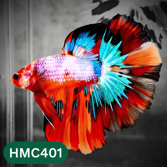 Multicolor Halfmoon Male Betta Fish | Order Directly From Farm | You Pick Fish