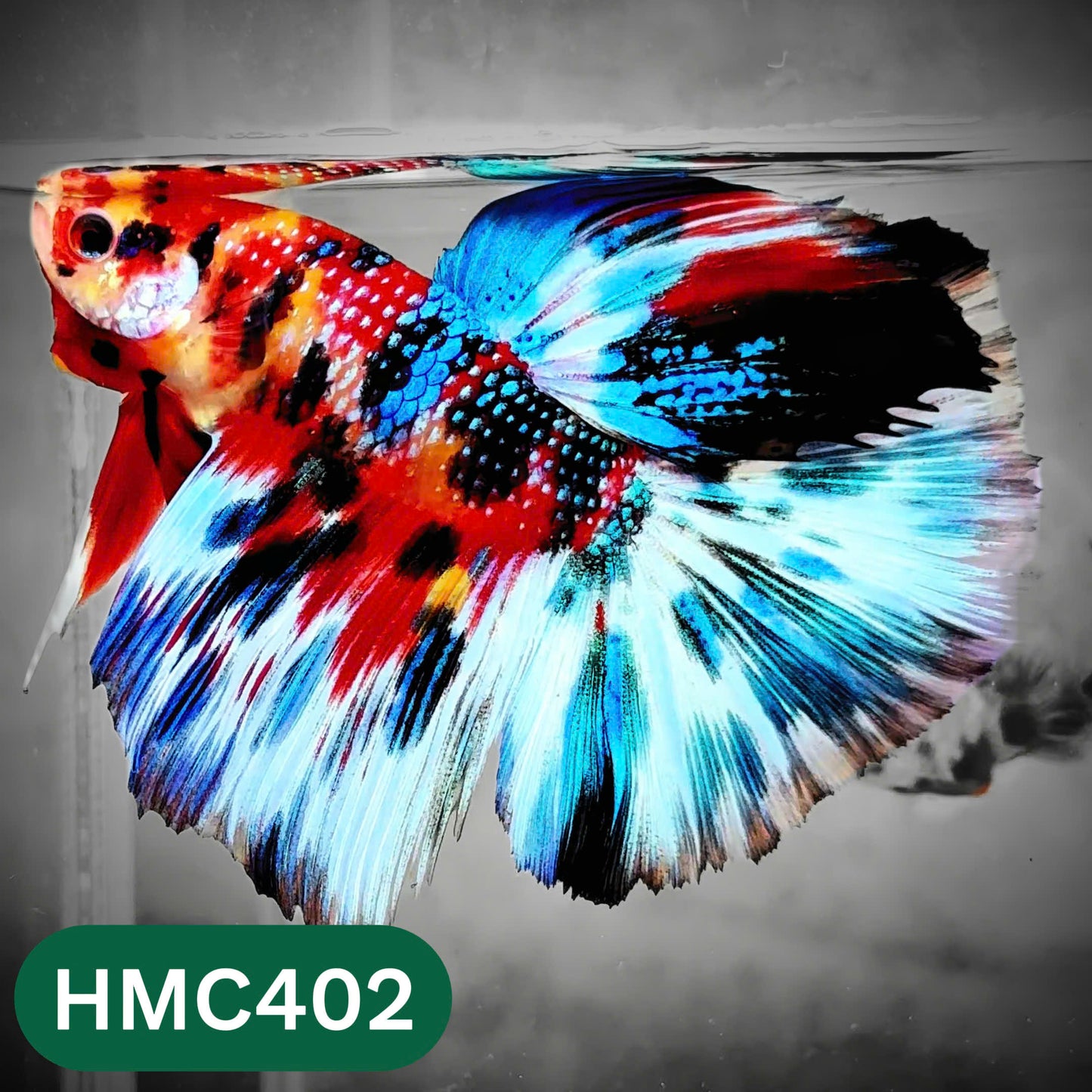Multicolor Halfmoon Male Betta Fish | Order Directly From Farm | You Pick Fish