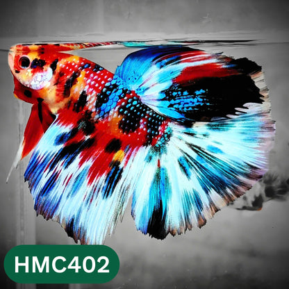 Multicolor Halfmoon Male Betta Fish | Order Directly From Farm | You Pick Fish
