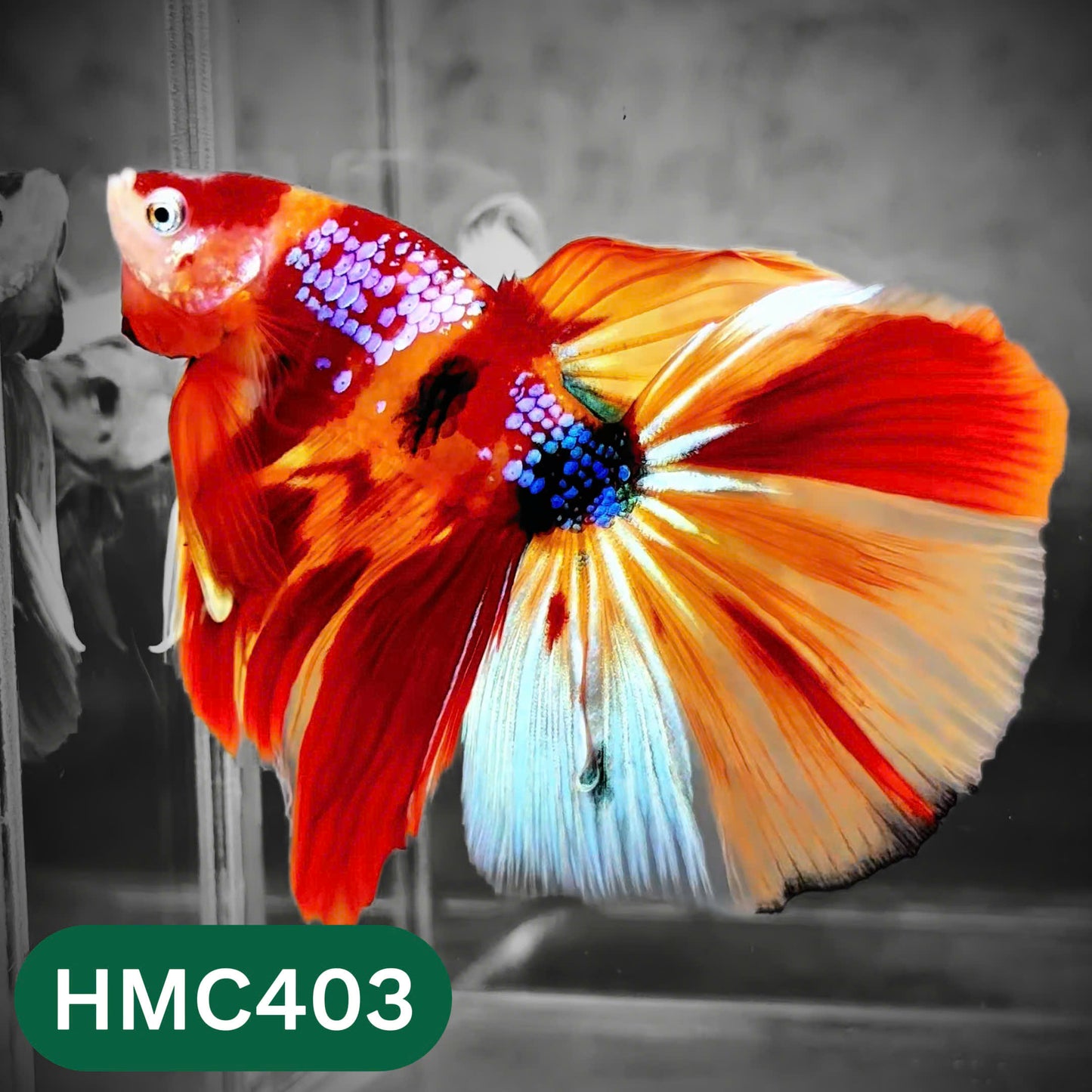 Multicolor Halfmoon Male Betta Fish | Order Directly From Farm | You Pick Fish