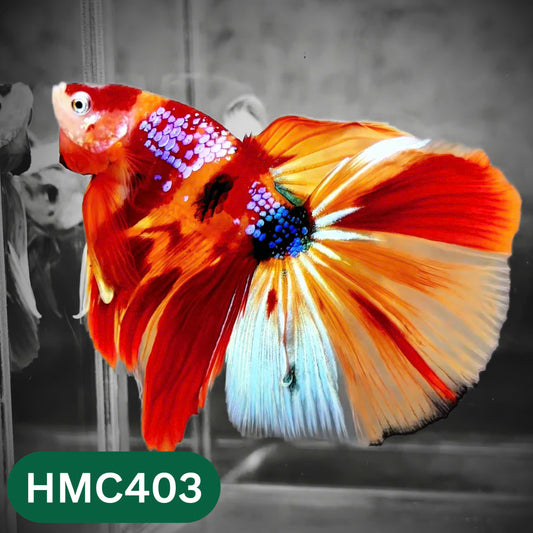 Multicolor Halfmoon Male Betta Fish | Order Directly From Farm | You Pick Fish