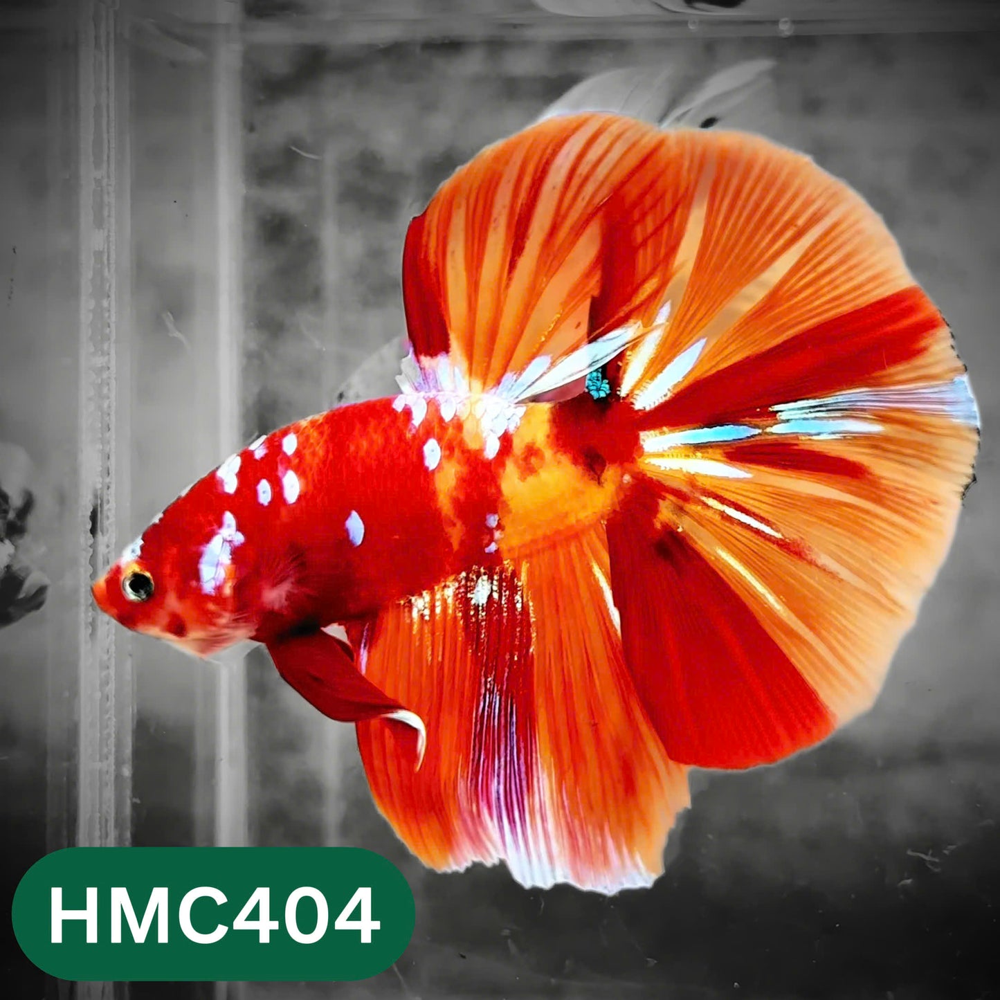Multicolor Halfmoon Male Betta Fish | Order Directly From Farm | You Pick Fish
