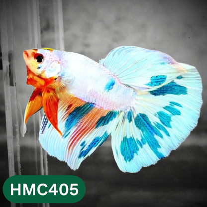 Multicolor Halfmoon Male Betta Fish | Order Directly From Farm | You Pick Fish