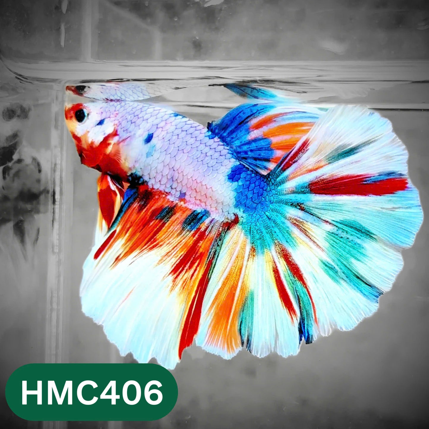 Multicolor Halfmoon Male Betta Fish | Order Directly From Farm | You Pick Fish