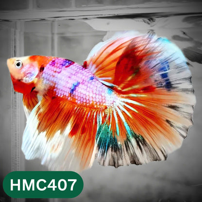 Multicolor Halfmoon Male Betta Fish | Order Directly From Farm | You Pick Fish