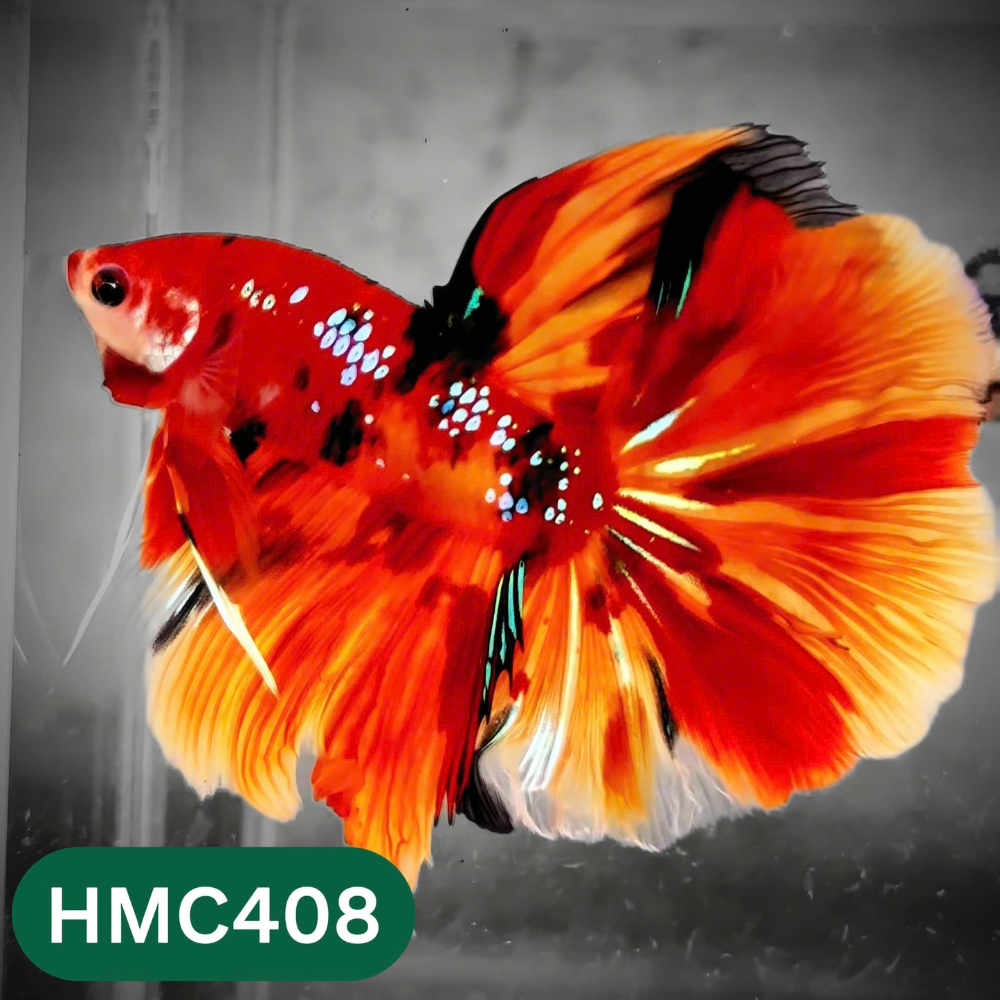 Multicolor Halfmoon Male Betta Fish | Order Directly From Farm | You Pick Fish