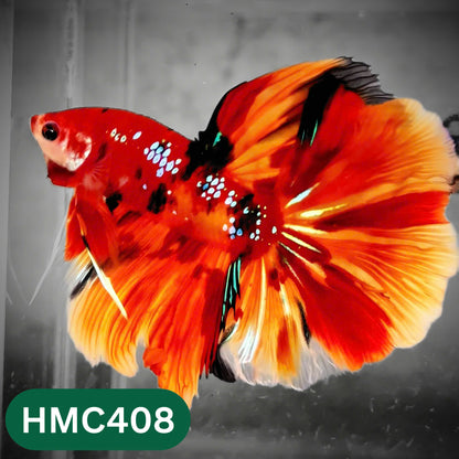 Multicolor Halfmoon Male Betta Fish | Order Directly From Farm | You Pick Fish