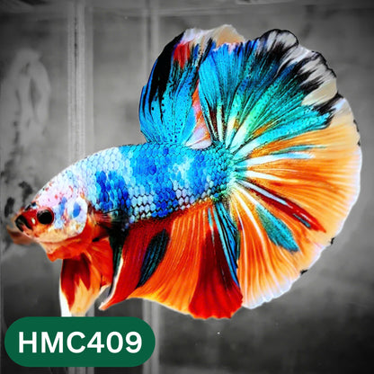 Multicolor Halfmoon Male Betta Fish | Order Directly From Farm | You Pick Fish
