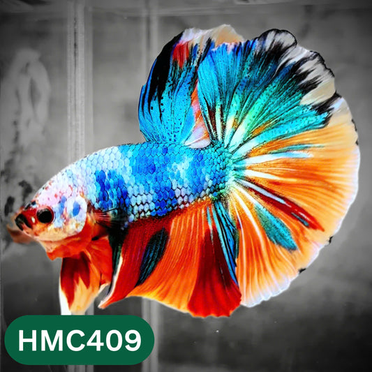 Multicolor Halfmoon Male Betta Fish | Order Directly From Farm | You Pick Fish