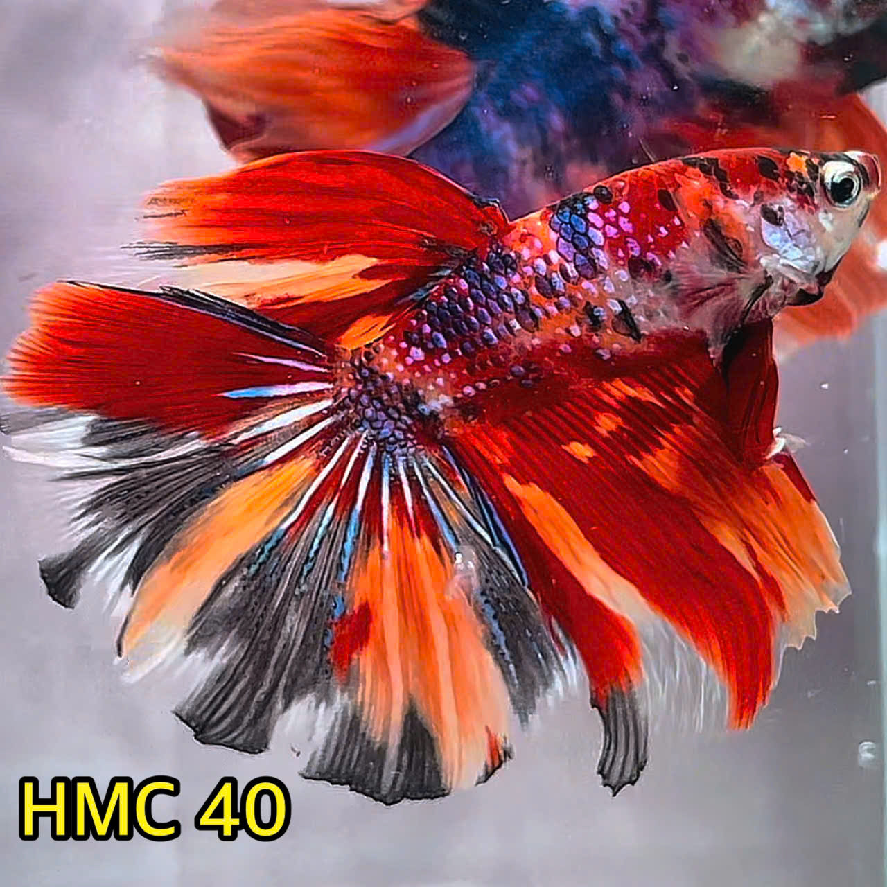 Multicolor Halfmoon Male Betta Fish | Order Directly From Farm | You Pick Fish