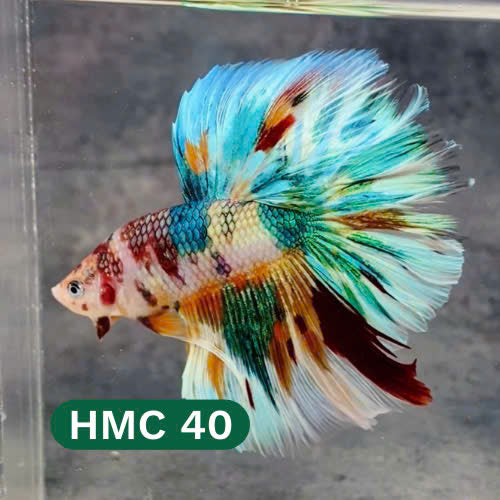 Multicolor Halfmoon Male Betta Fish | High Grade | Order Directly From Farm |  You Pick Fish |