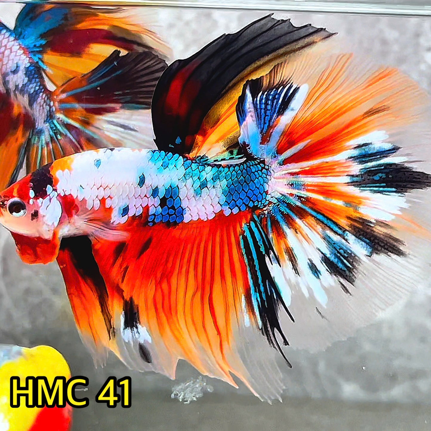 Multicolor Halfmoon Male Betta Fish | High Grade | Order Directly From Farm|  You Pick Fish |