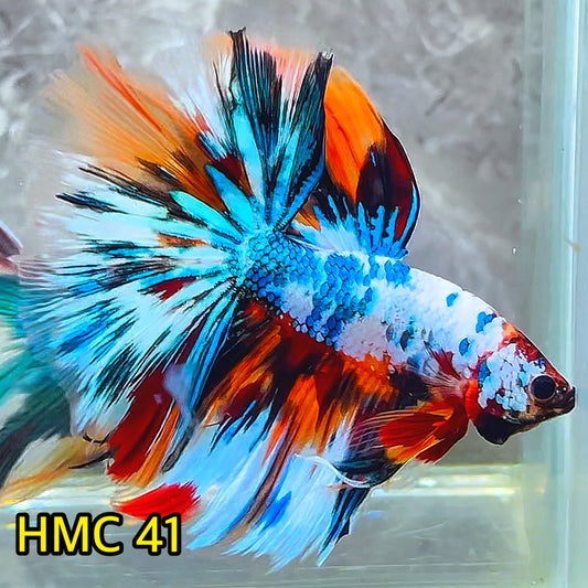 Multicolor Halfmoon Male Betta Fish | High Grade | Order Directly From Farm|  You Pick Fish |