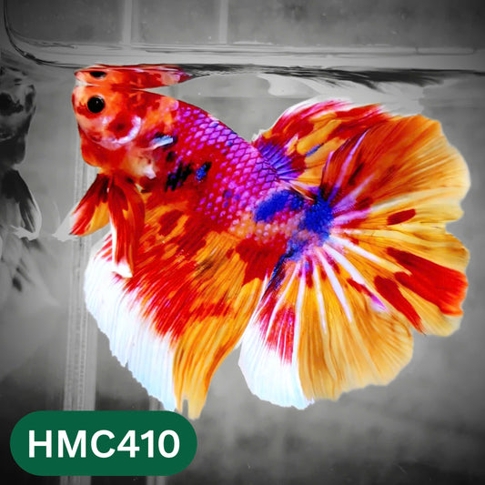 Multicolor Halfmoon Male Betta Fish | Order Directly From Farm | You Pick Fish