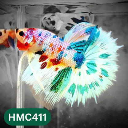 Multicolor Halfmoon Male Betta Fish | Order Directly From Farm | You Pick Fish
