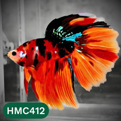 Multicolor Halfmoon Male Betta Fish | Order Directly From Farm | You Pick Fish