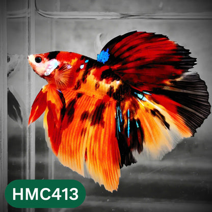 Multicolor Halfmoon Male Betta Fish | Order Directly From Farm | You Pick Fish