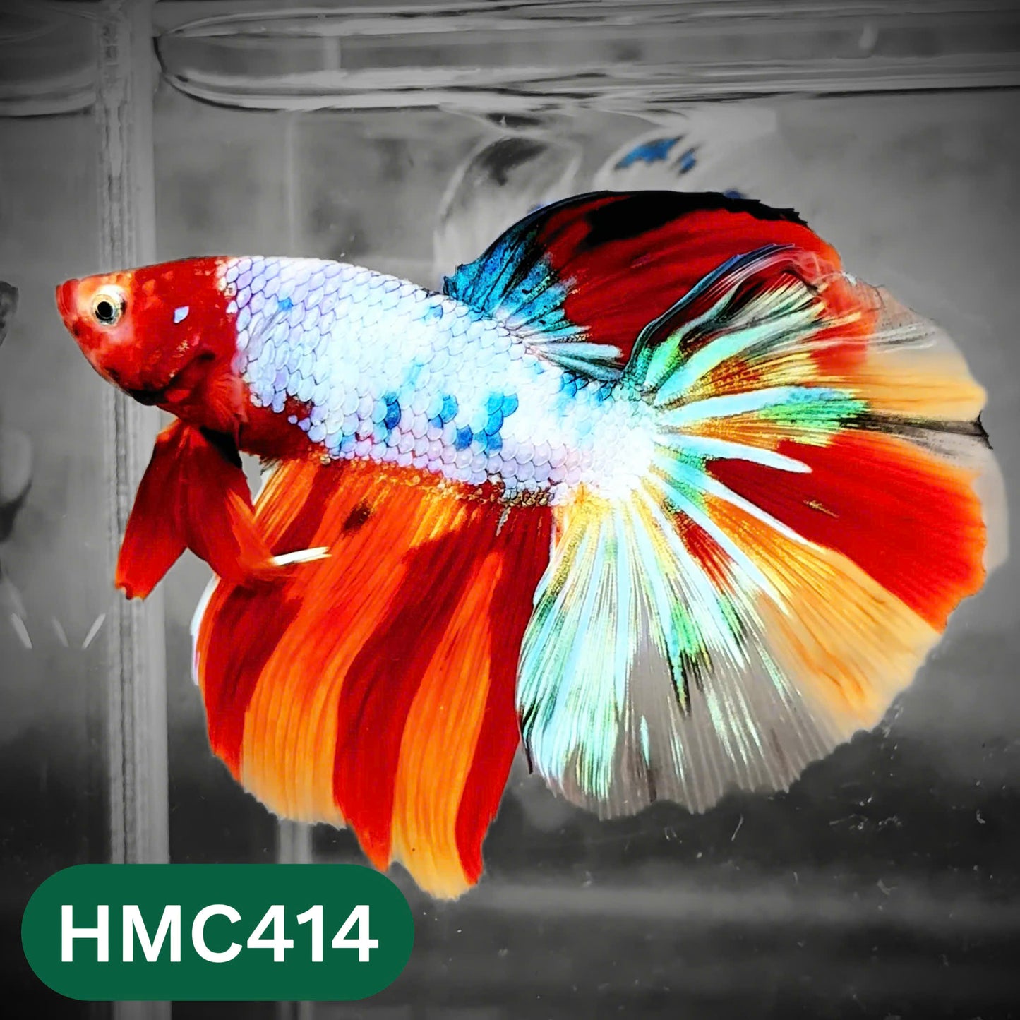 Multicolor Halfmoon Male Betta Fish | Order Directly From Farm | You Pick Fish