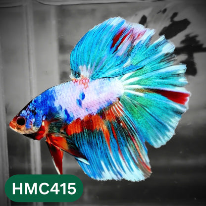 Multicolor Halfmoon Male Betta Fish | Order Directly From Farm | You Pick Fish