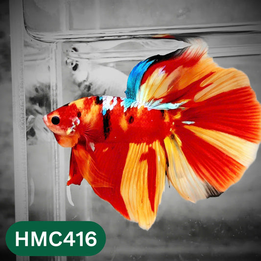 Multicolor Halfmoon Male Betta Fish | Order Directly From Farm | You Pick Fish