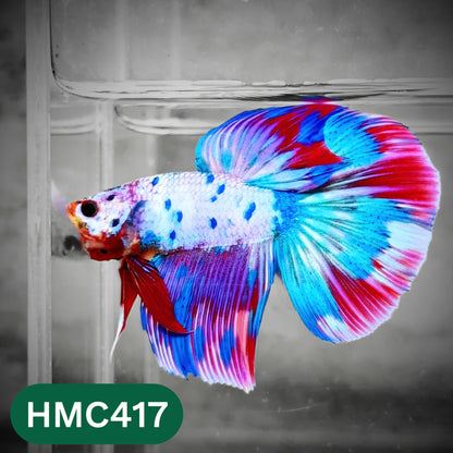 Multicolor Halfmoon Male Betta Fish | Order Directly From Farm | You Pick Fish