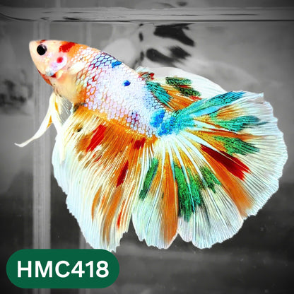 Multicolor Halfmoon Male Betta Fish | Order Directly From Farm | You Pick Fish