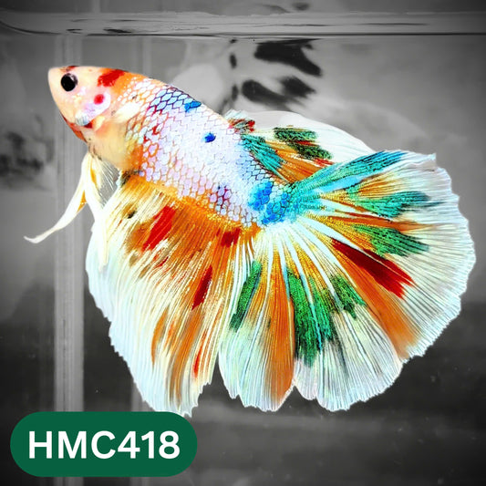 Multicolor Halfmoon Male Betta Fish | Order Directly From Farm | You Pick Fish