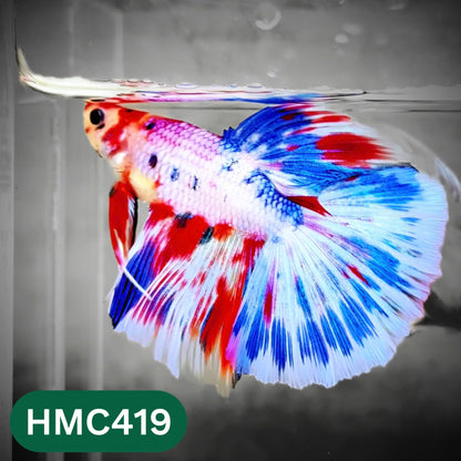 Multicolor Halfmoon Male Betta Fish | Order Directly From Farm | You Pick Fish