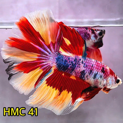 Multicolor Halfmoon Male Betta Fish | Order Directly From Farm | You Pick Fish