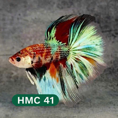 Multicolor Halfmoon Male Betta Fish | High Grade | Order Directly From Farm |  You Pick Fish |