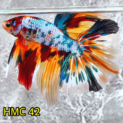 Multicolor Halfmoon Male Betta Fish | High Grade | Order Directly From Farm|  You Pick Fish |