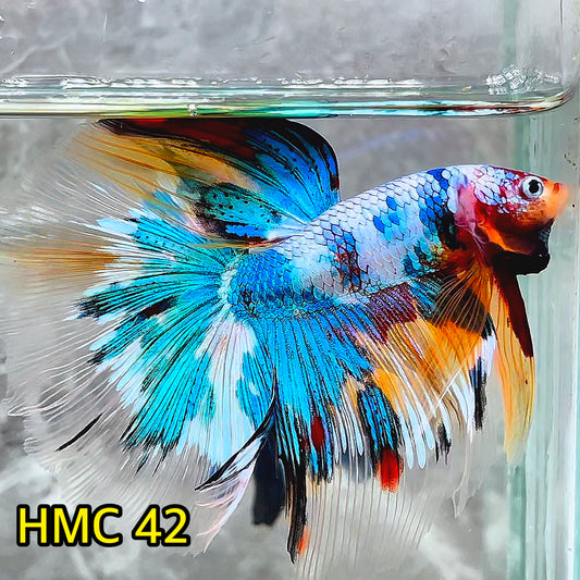 Multicolor Halfmoon Male Betta Fish | High Grade | Order Directly From Farm|  You Pick Fish |