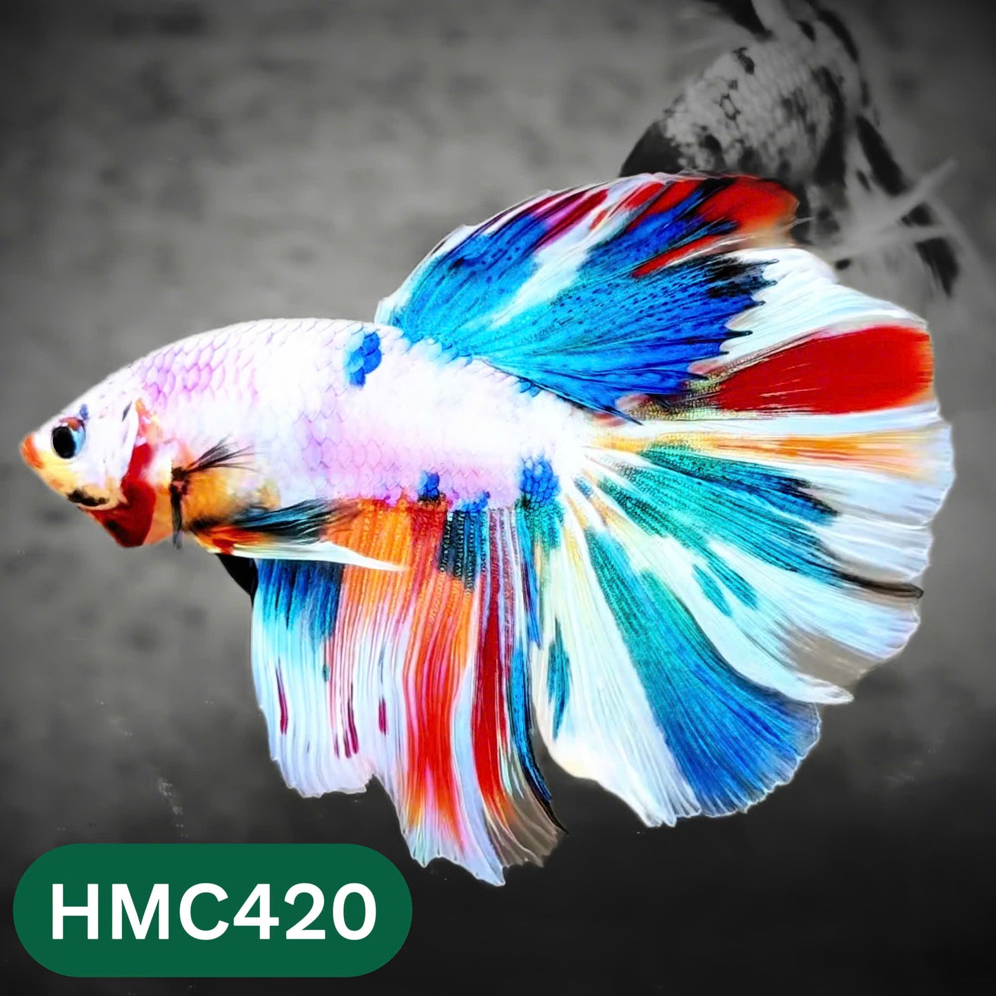 Multicolor Halfmoon Male Betta Fish | Order Directly From Farm | You Pick Fish