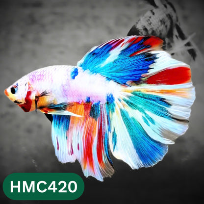 Multicolor Halfmoon Male Betta Fish | Order Directly From Farm | You Pick Fish