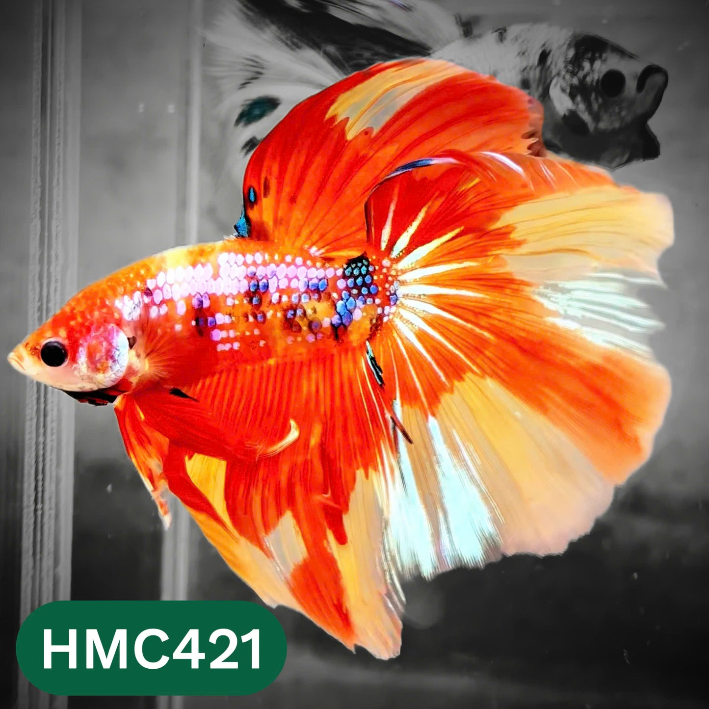 Multicolor Halfmoon Male Betta Fish | Order Directly From Farm | You Pick Fish