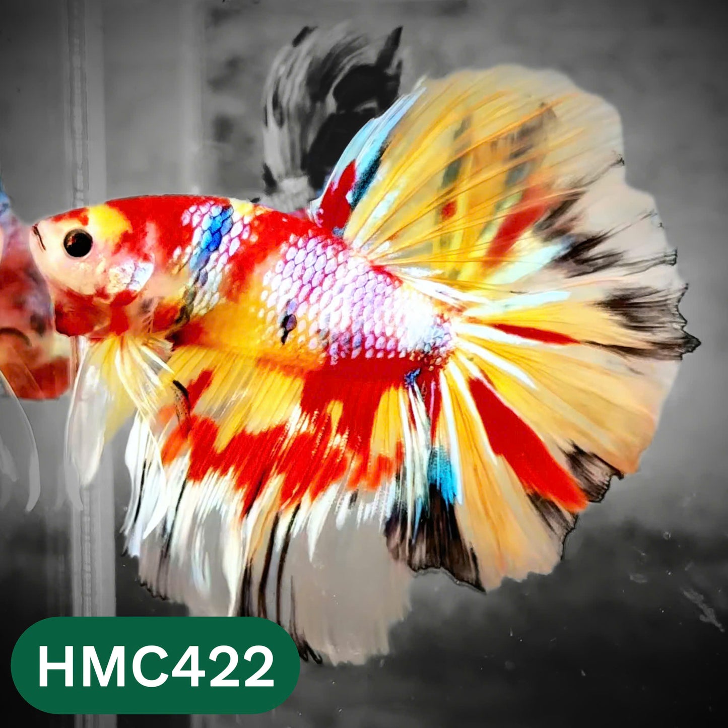 Multicolor Halfmoon Male Betta Fish | Order Directly From Farm | You Pick Fish